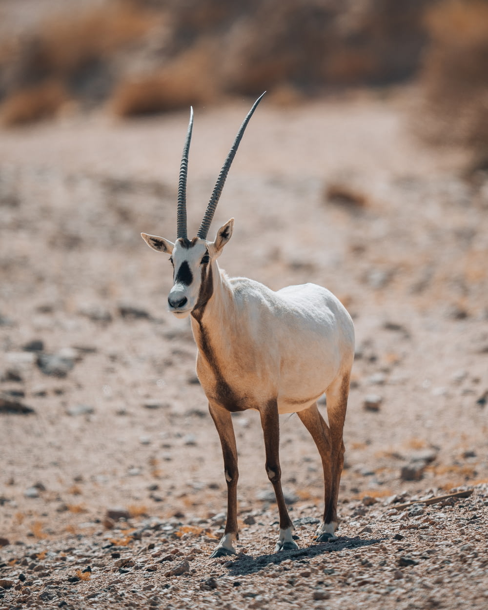 an antelope standing in the middle of the desert