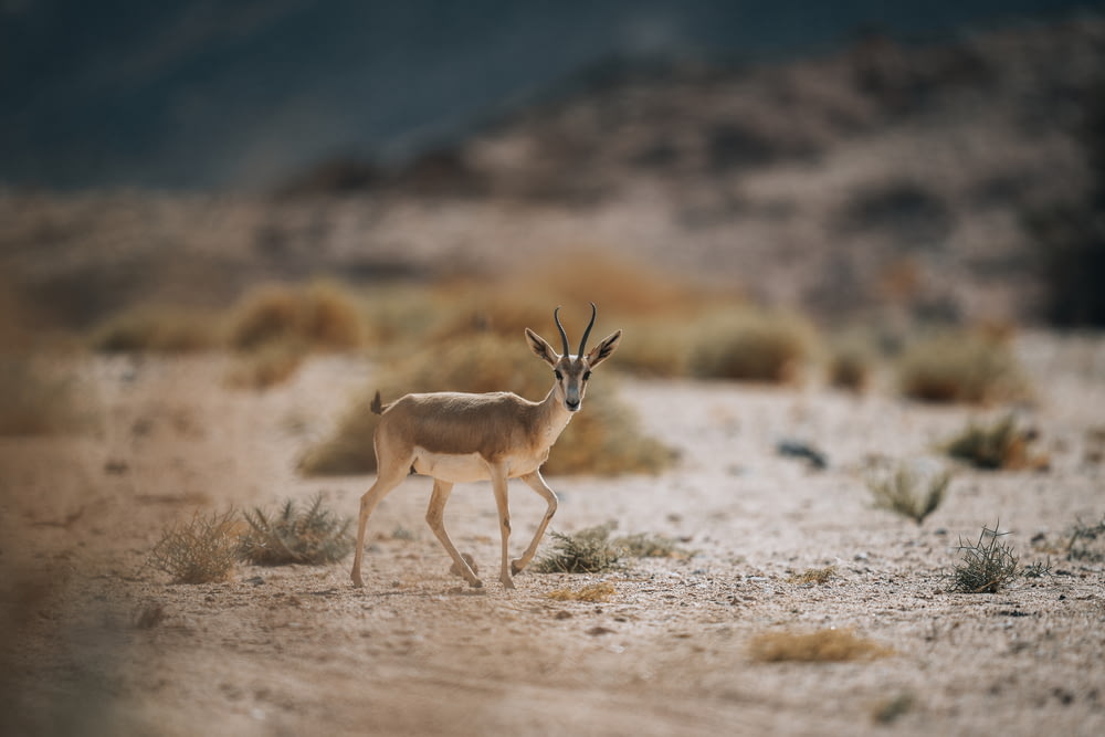 a small antelope standing in the middle of a desert