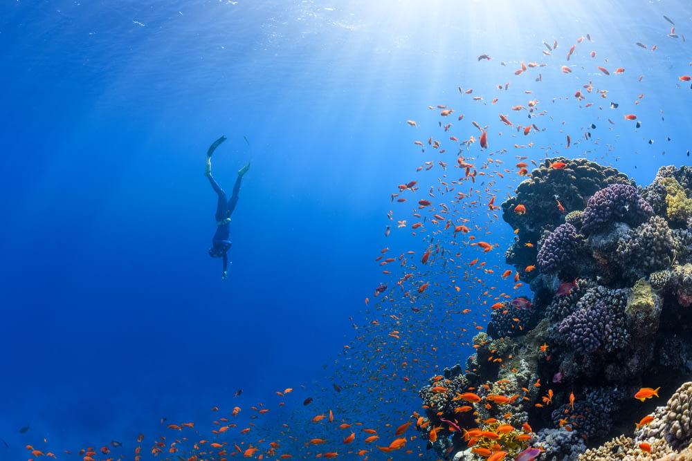 a person swimming over a coral reef with lots of fish