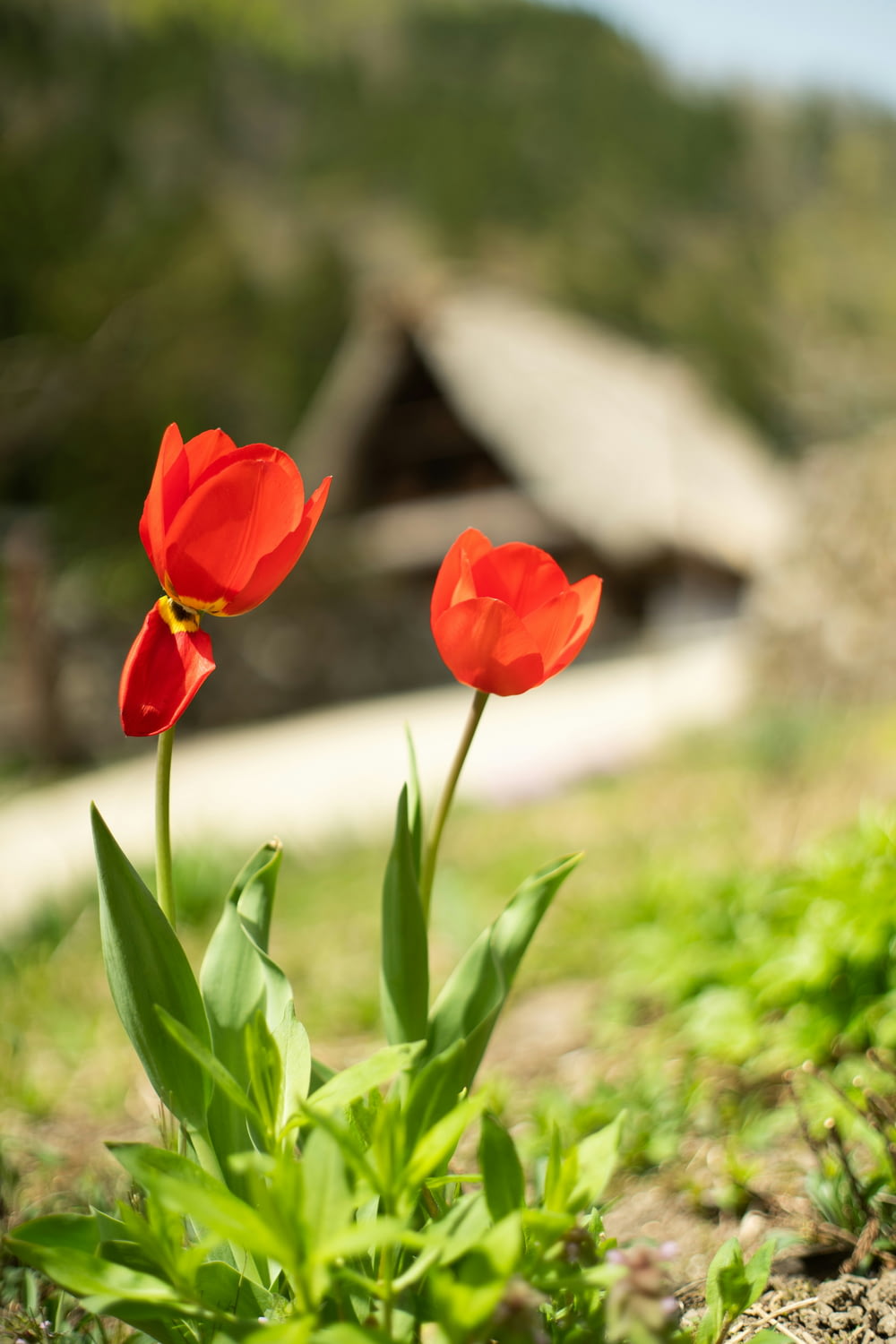 two red tulips in a field with a house in the background