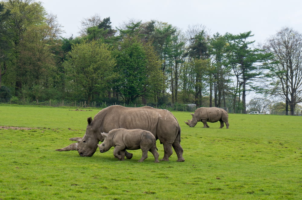 a group of rhinos grazing on grass in a field