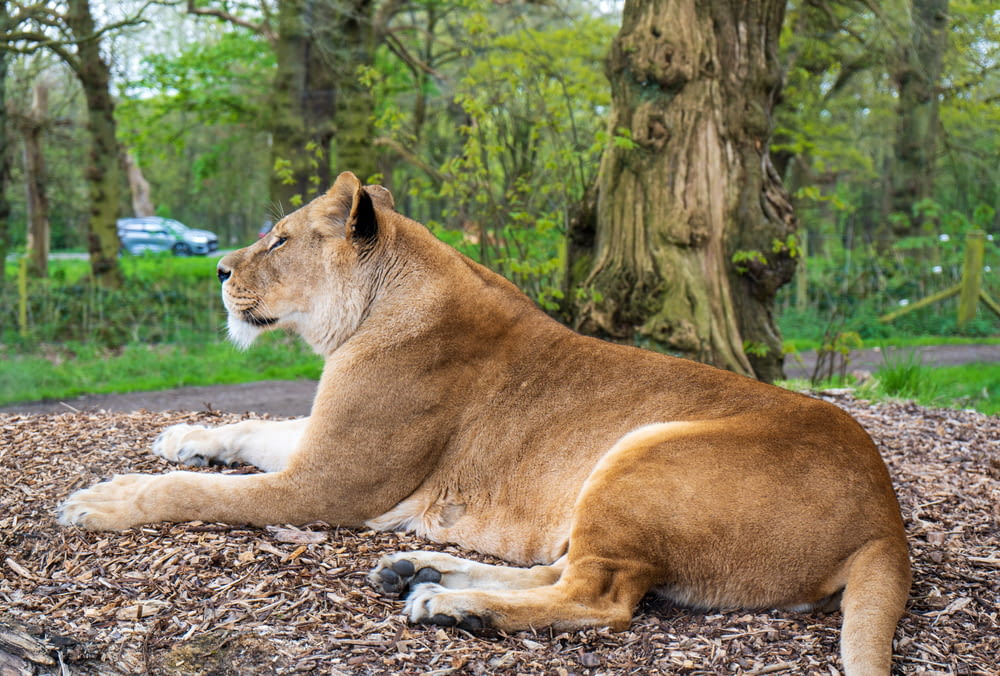 a large brown lion laying on top of a pile of wood