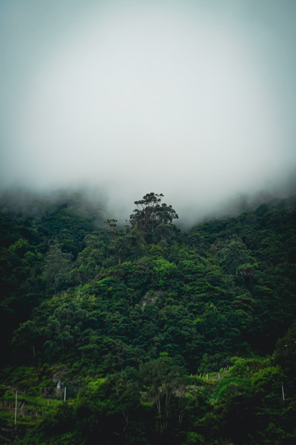a foggy mountain with a tree in the foreground