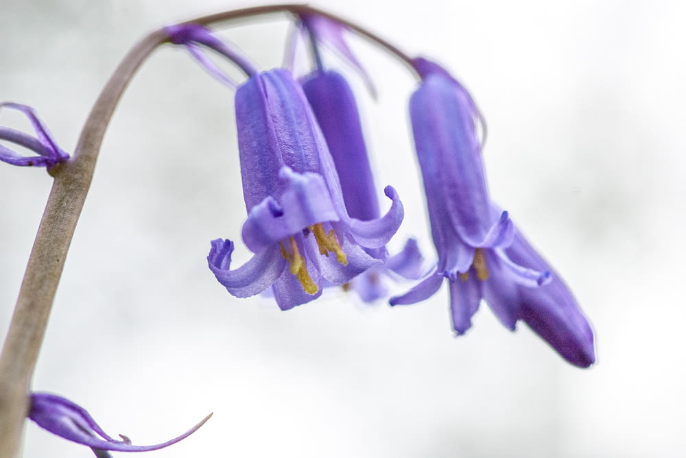 a close up of a purple flower on a stem