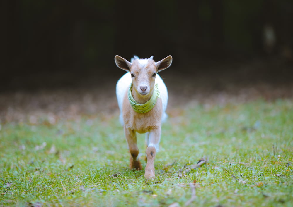 a small goat with a green ball in its mouth
