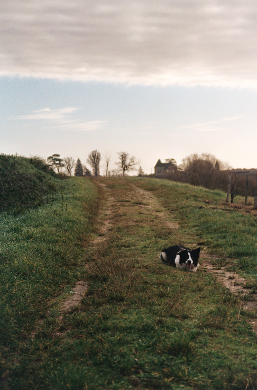 a black and white dog laying in the middle of a field