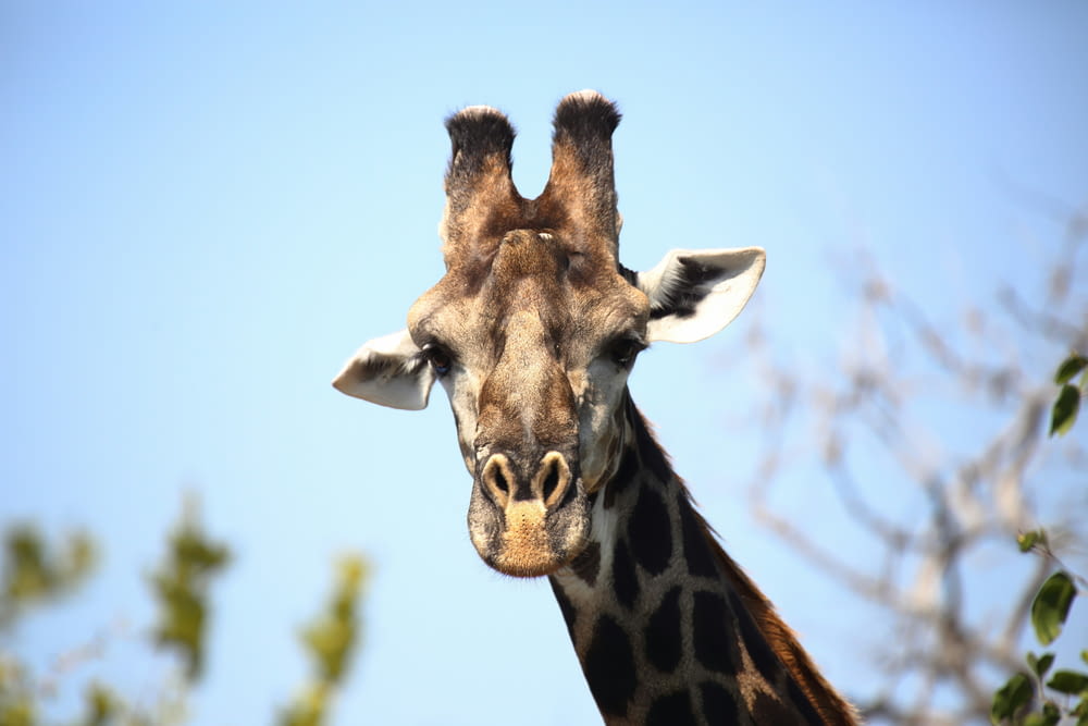 um close up da cabeça de uma girafa com árvores ao fundo