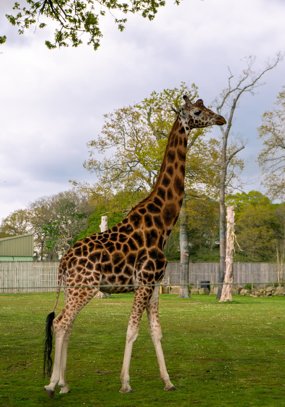 a tall giraffe standing on top of a lush green field