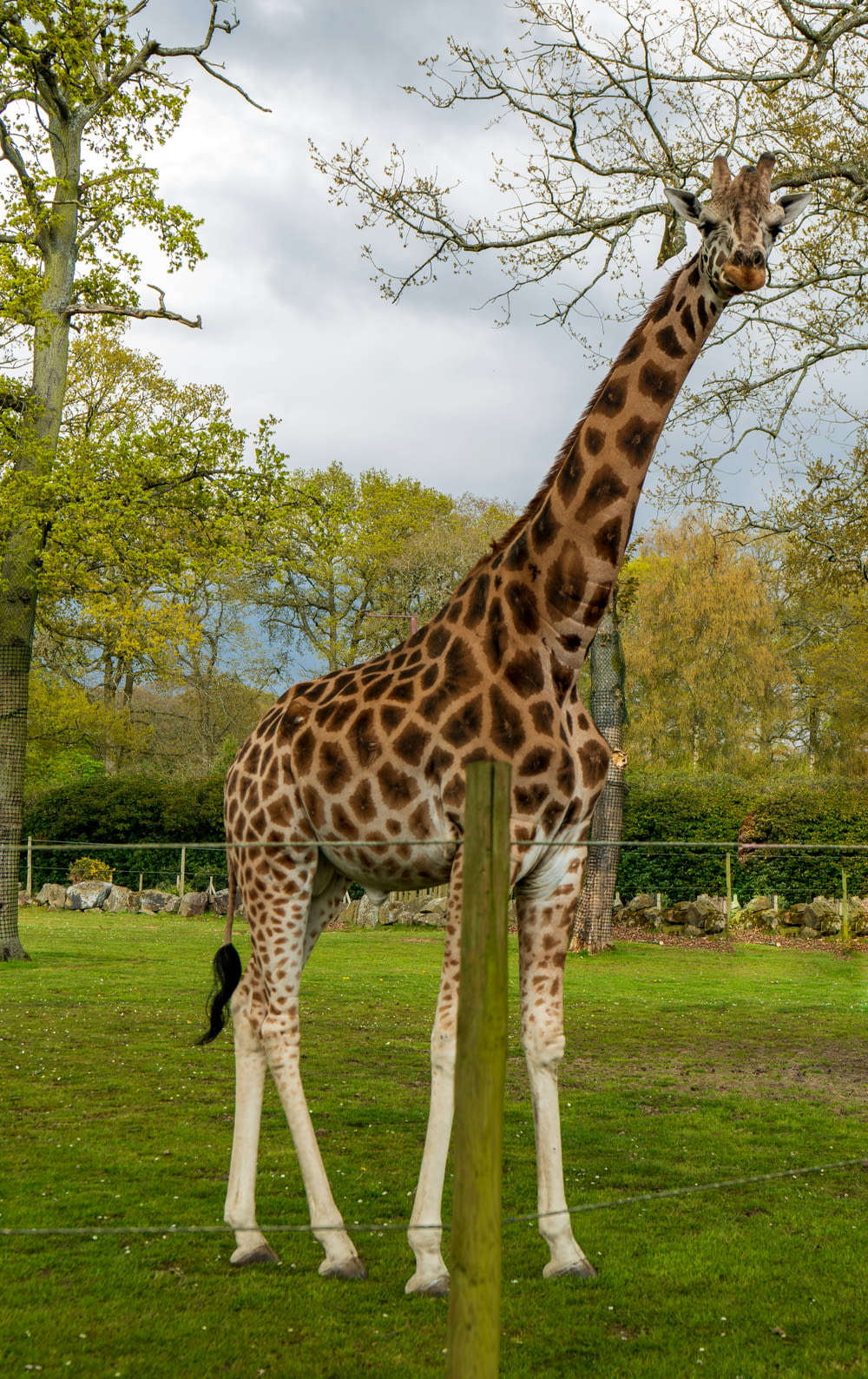 a tall giraffe standing next to a tree on a lush green field