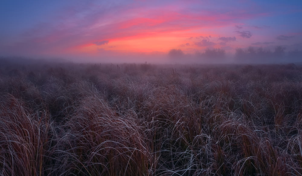 a field of tall grass with a pink and blue sky in the background