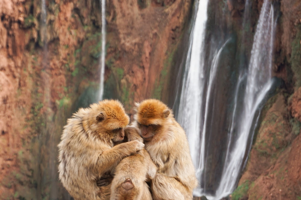 two monkeys sitting on top of each other in front of a waterfall