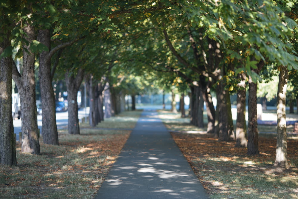 a sidewalk lined with trees on both sides of it