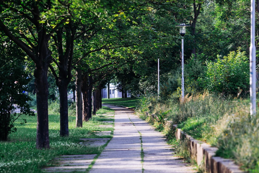 uma rua ladeada de árvores ao lado de um parque verde exuberante