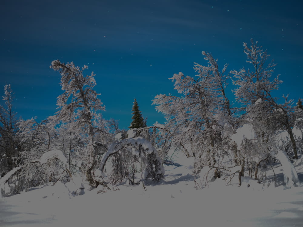 a snow covered forest under a blue sky