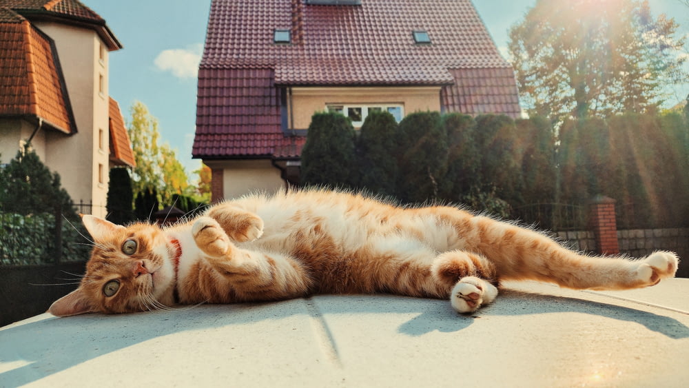 un chat orange et blanc allongé sur le toit d’une voiture