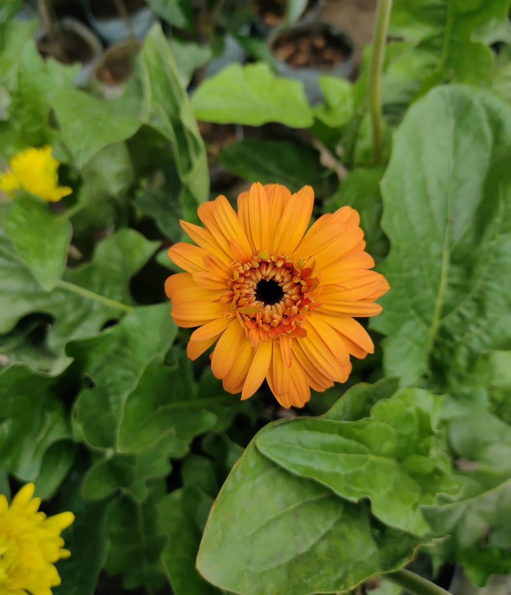 a bright orange flower surrounded by green leaves