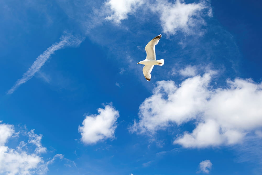 a white bird flying through a blue cloudy sky