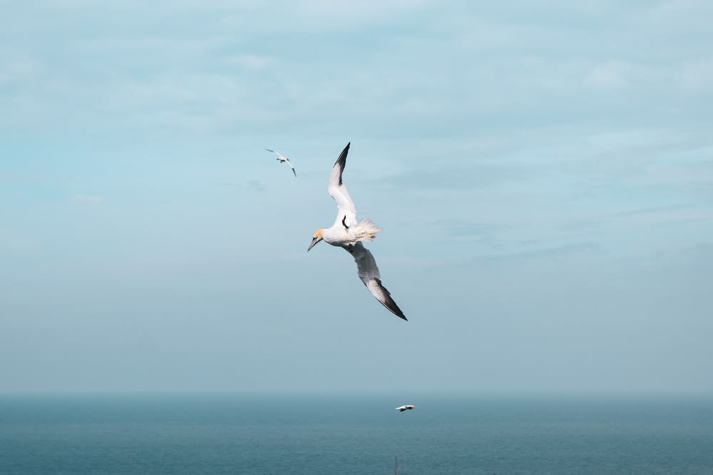 a seagull flying over the ocean on a sunny day