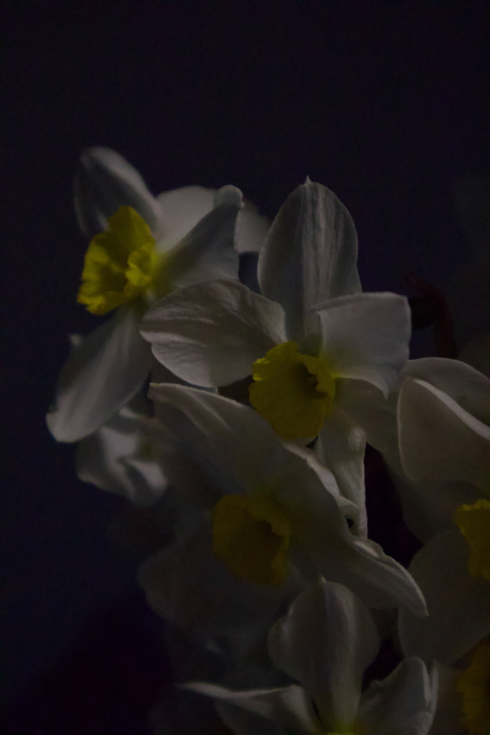 a bouquet of white and yellow daffodils