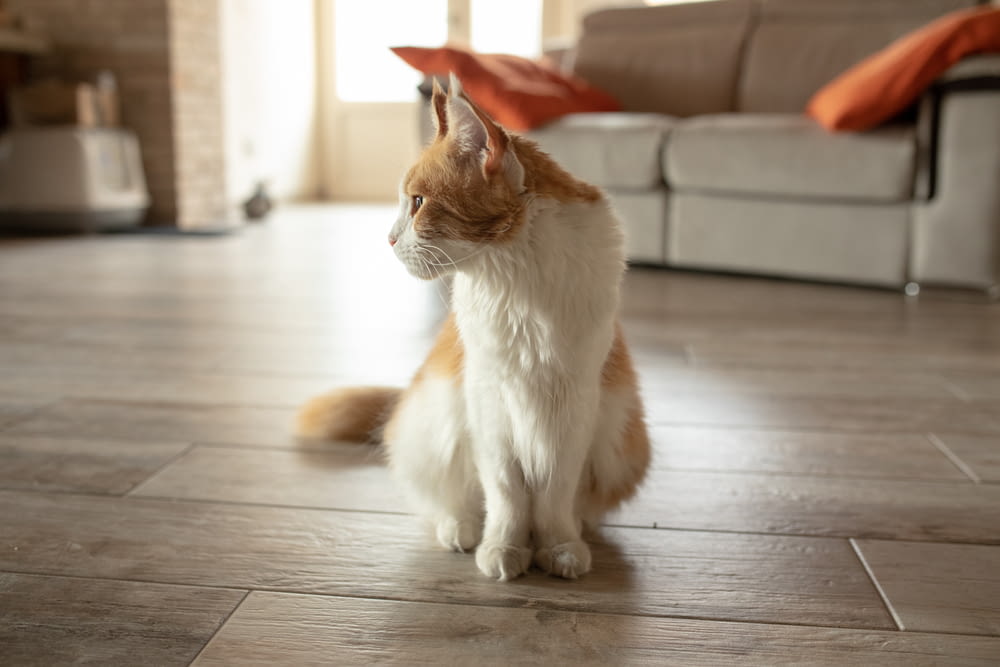 a cat sitting on the floor in a living room
