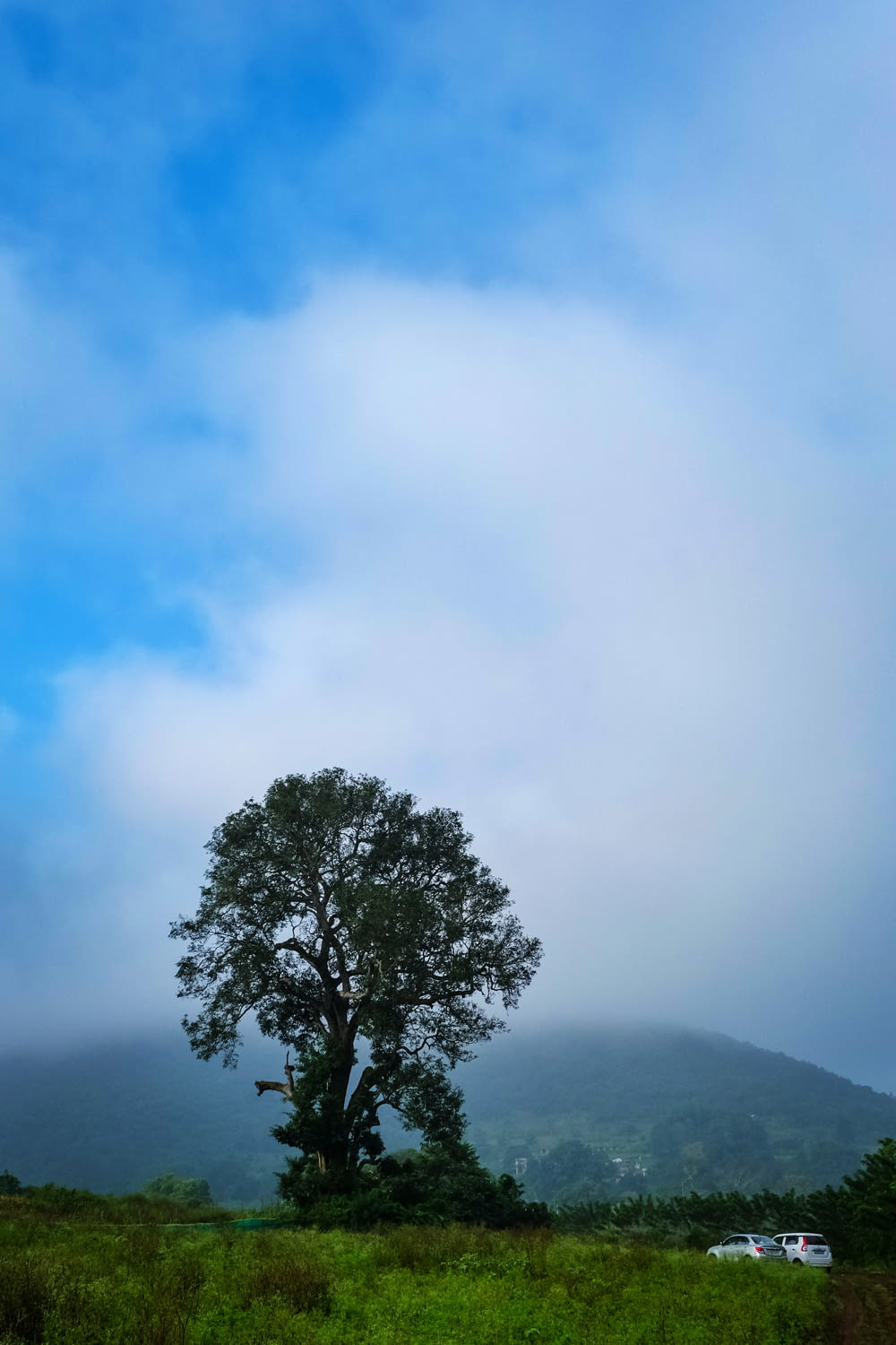 a lone tree in a field with a mountain in the background
