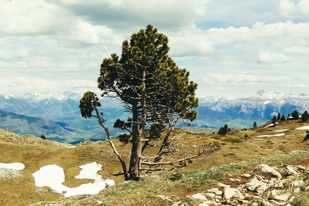 a lone tree on a mountain top with mountains in the background