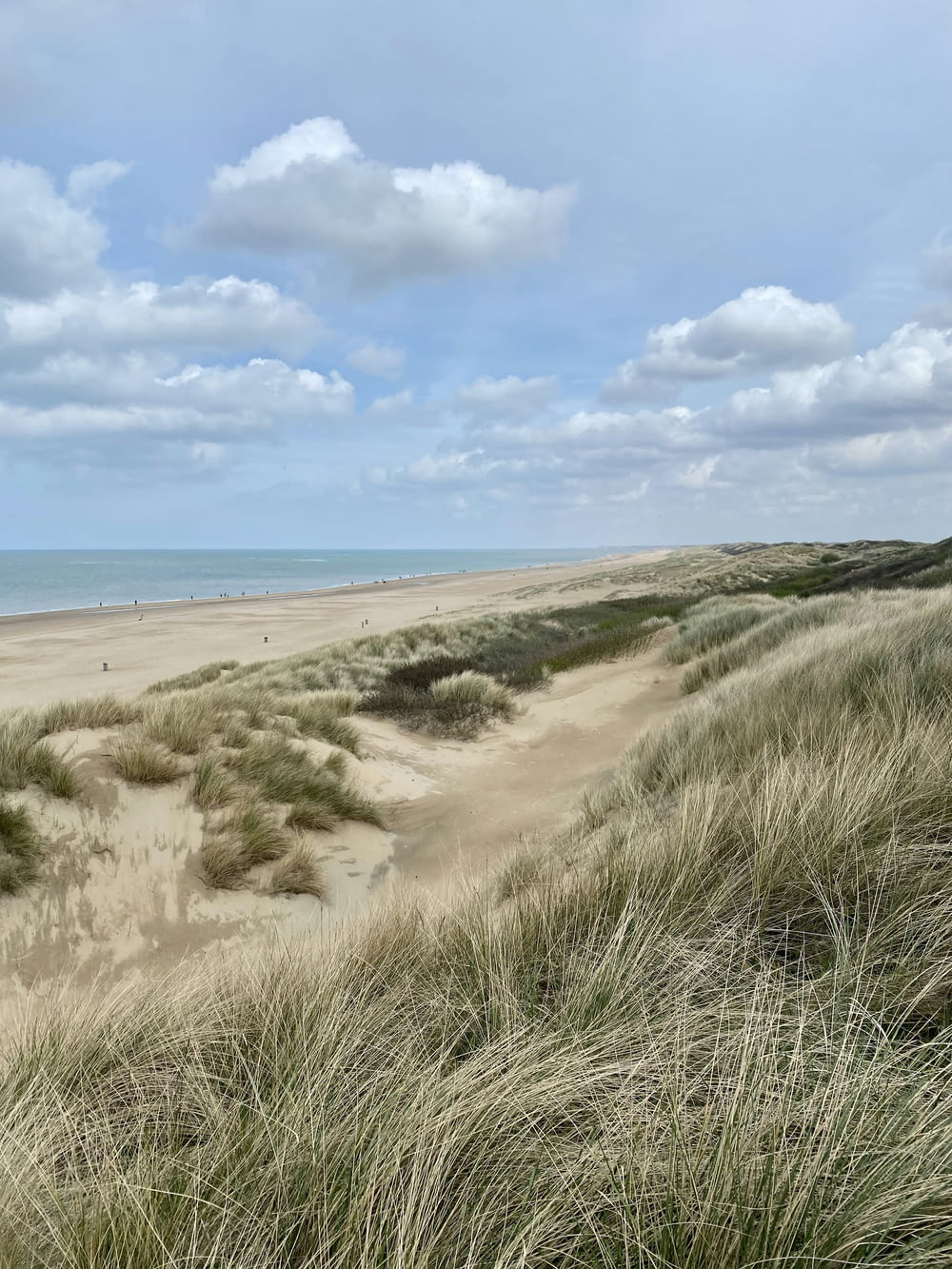 a sandy beach with tall grass and a blue sky