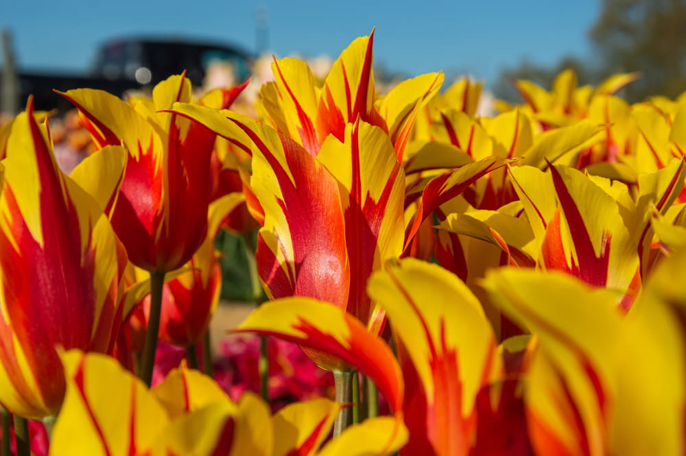 a field of yellow and red flowers with a truck in the background