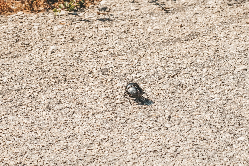Ein kleiner Vogel, der auf einem sandigen Boden steht