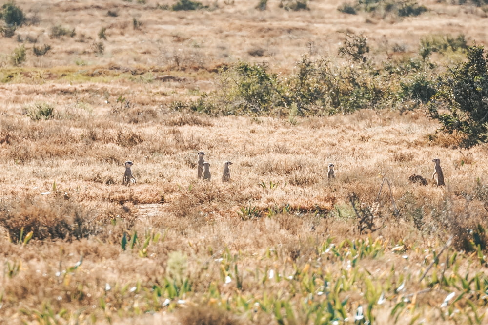a herd of giraffe standing on top of a dry grass field