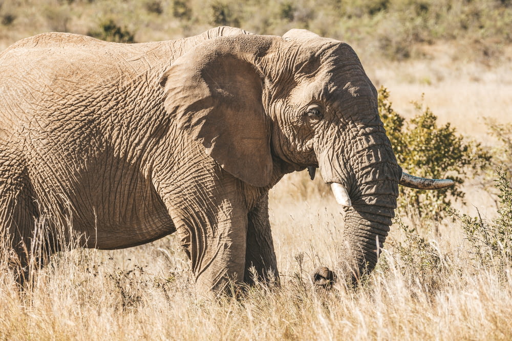 Un gran elefante parado en un campo de hierba seca
