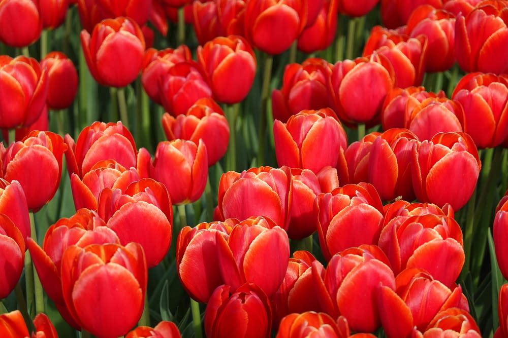 a field of red tulips with green stems