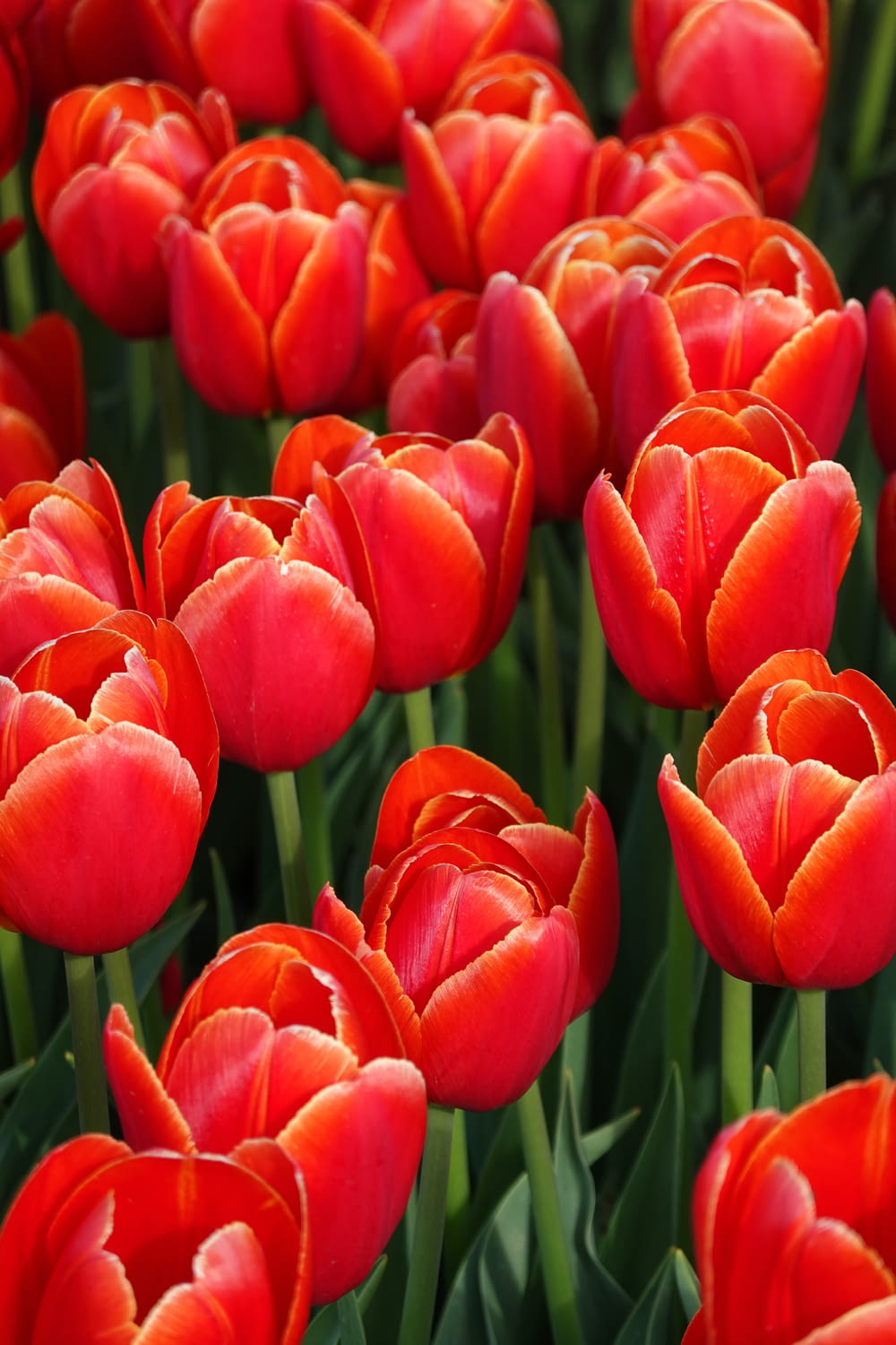 a large group of red tulips in a field