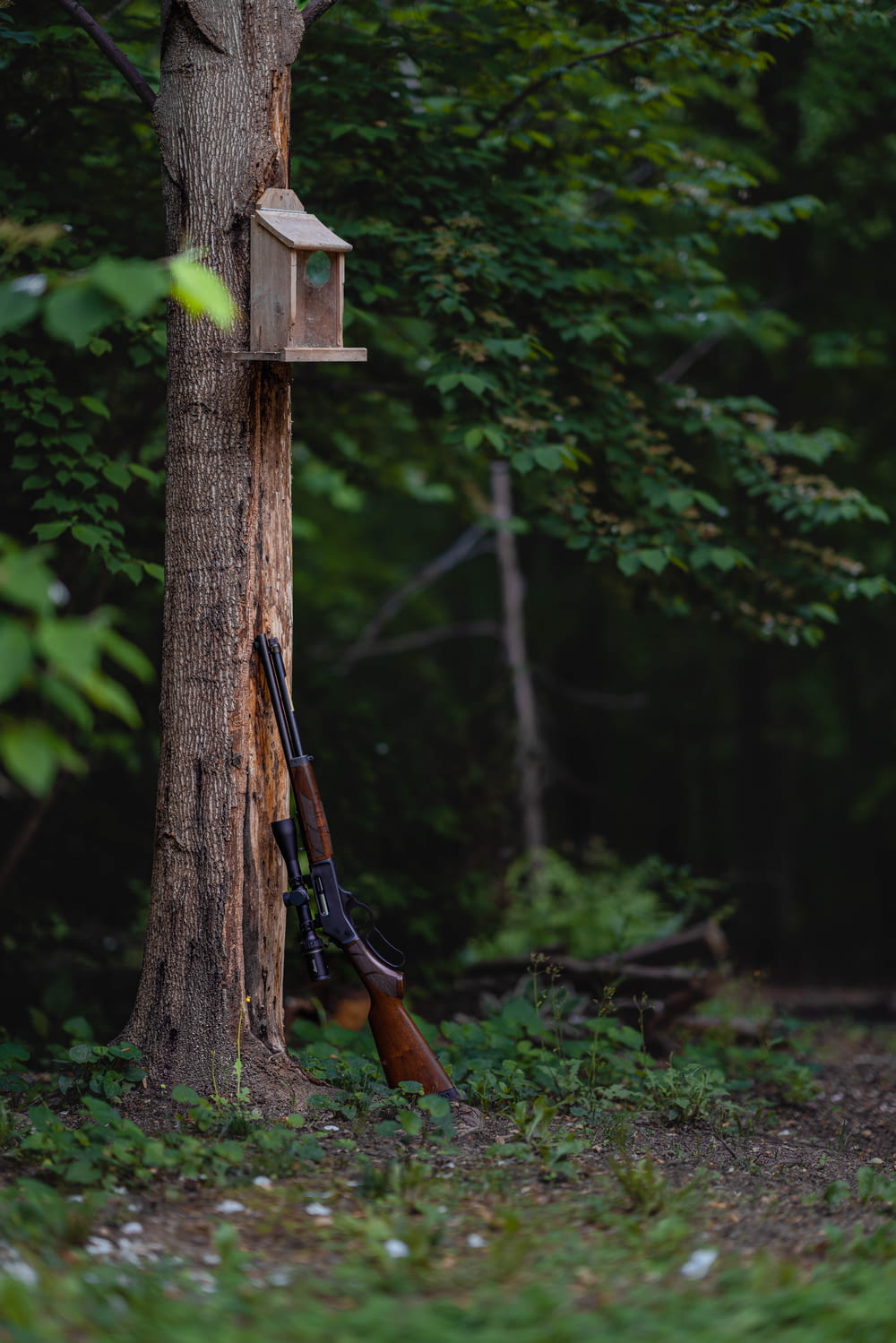 a bird house on a tree with a rifle in the foreground