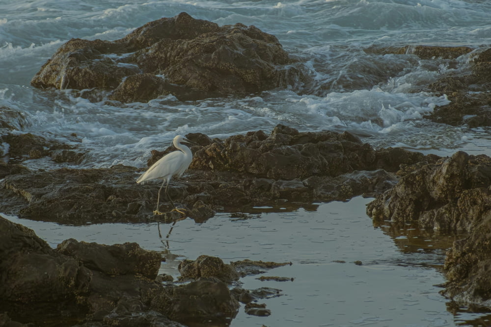 Un pájaro blanco parado en la cima de una playa rocosa