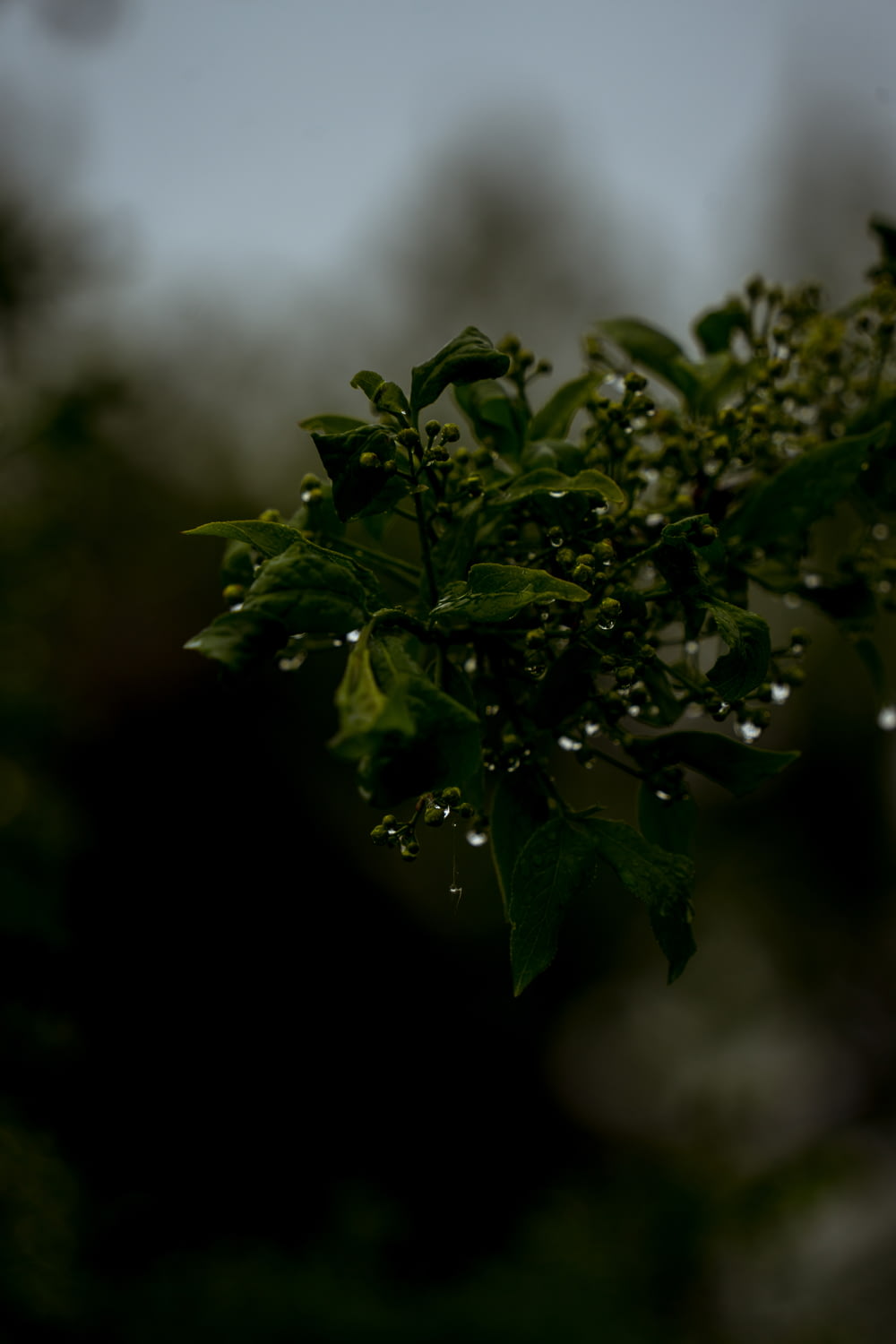 a close up of a tree branch with water droplets on it
