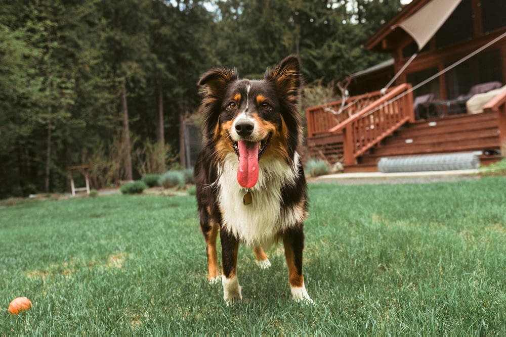 a dog standing in the grass with its tongue out