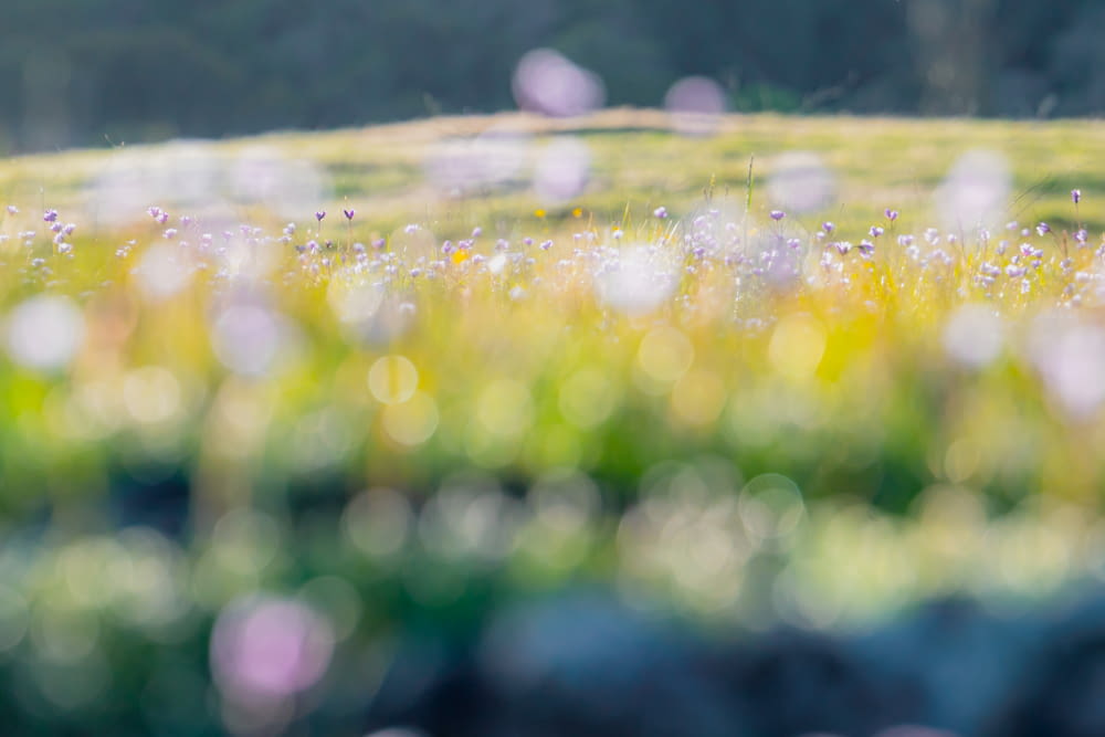a blurry photo of a field of flowers