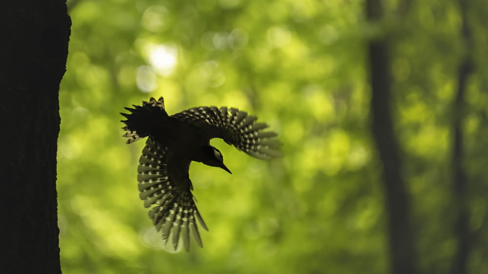 a bird flying in the air near a tree