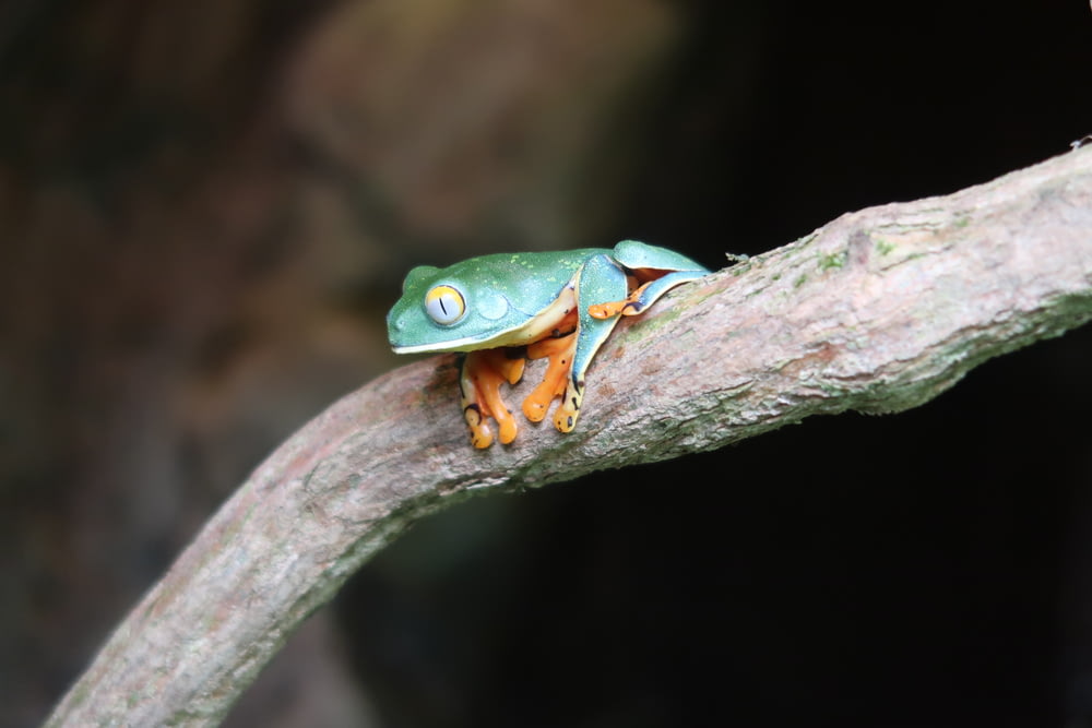 a green and orange frog sitting on top of a tree branch