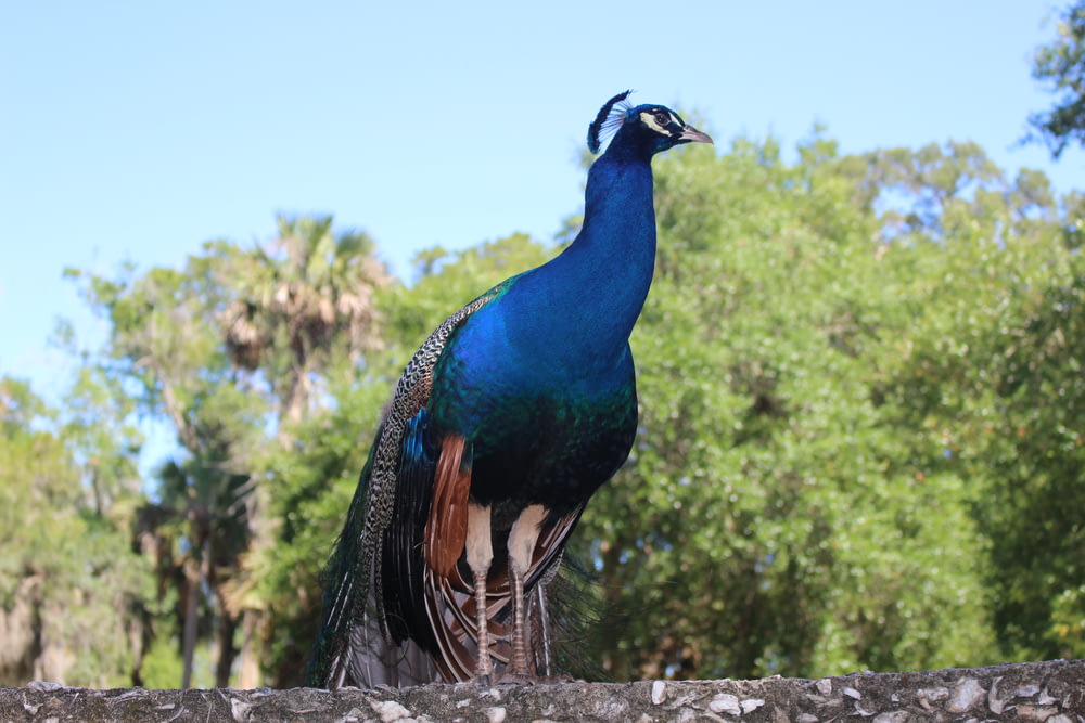 a peacock standing on top of a stone wall