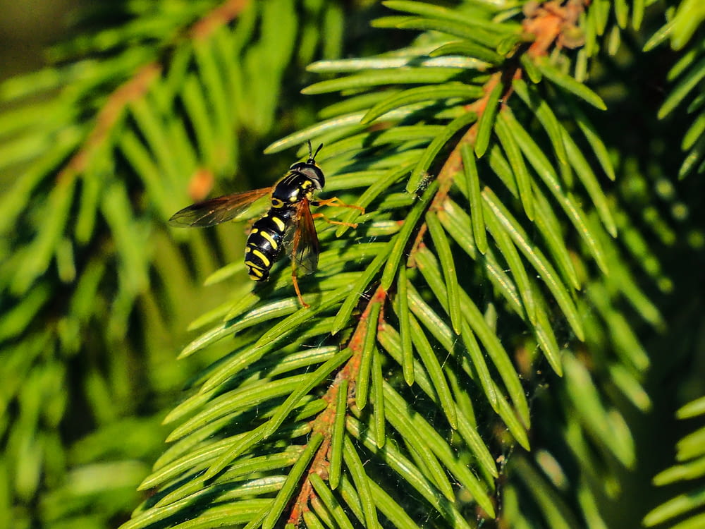 a bee sitting on a branch of a pine tree
