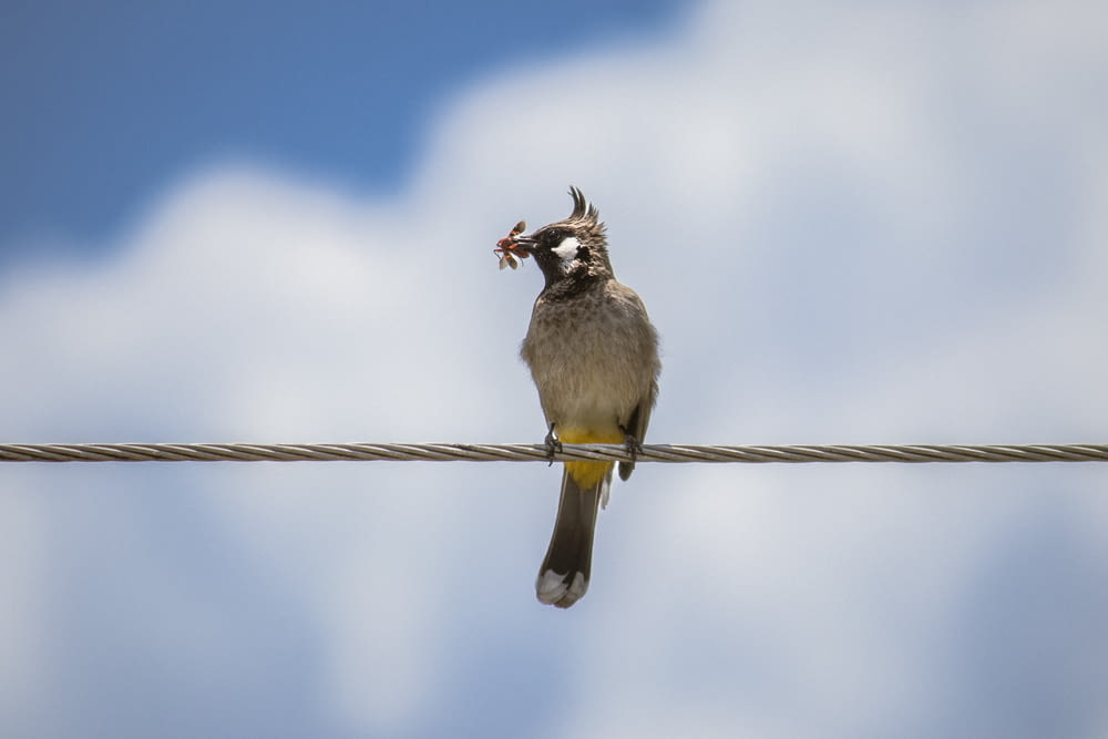 a small bird sitting on a wire with a sky in the background