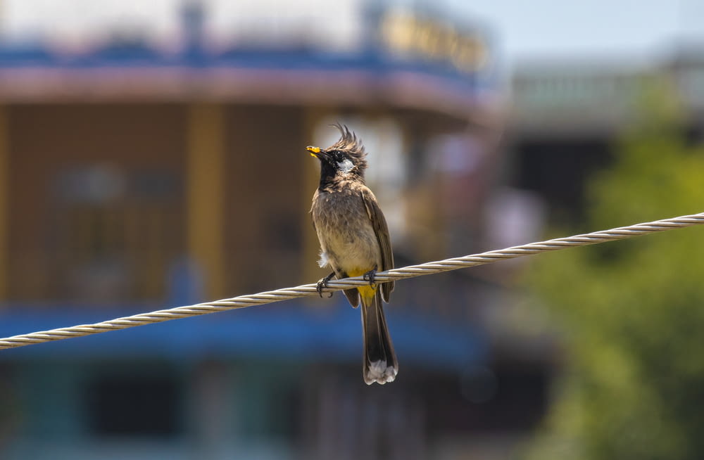 a bird sitting on a rope with a building in the background