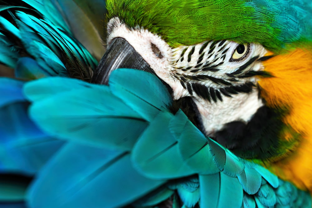 Un primo piano di un uccello colorato con le piume