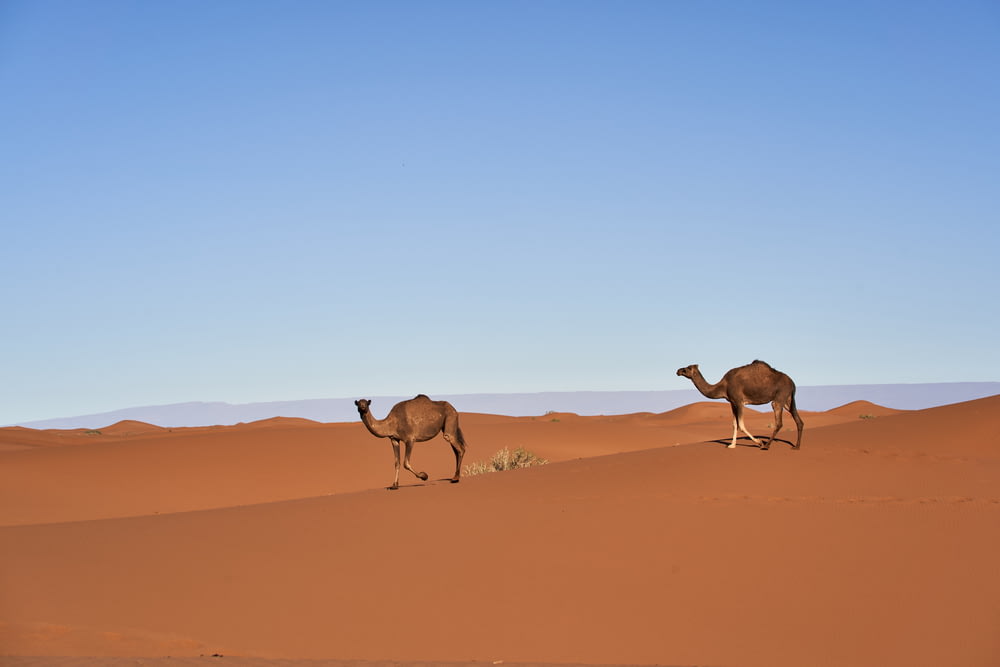 a couple of camels walking across a desert