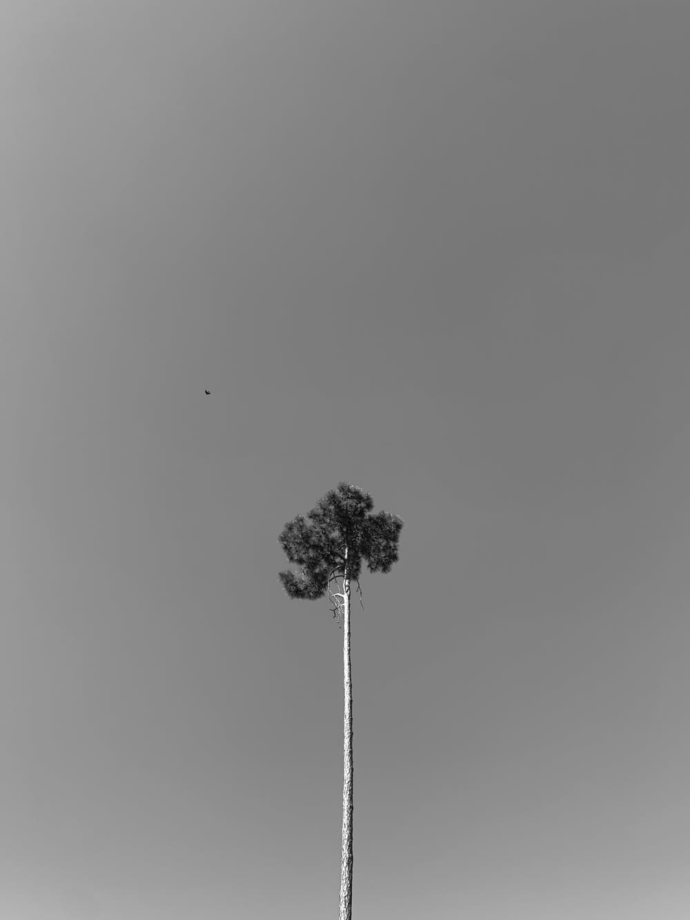 a black and white photo of a single tree