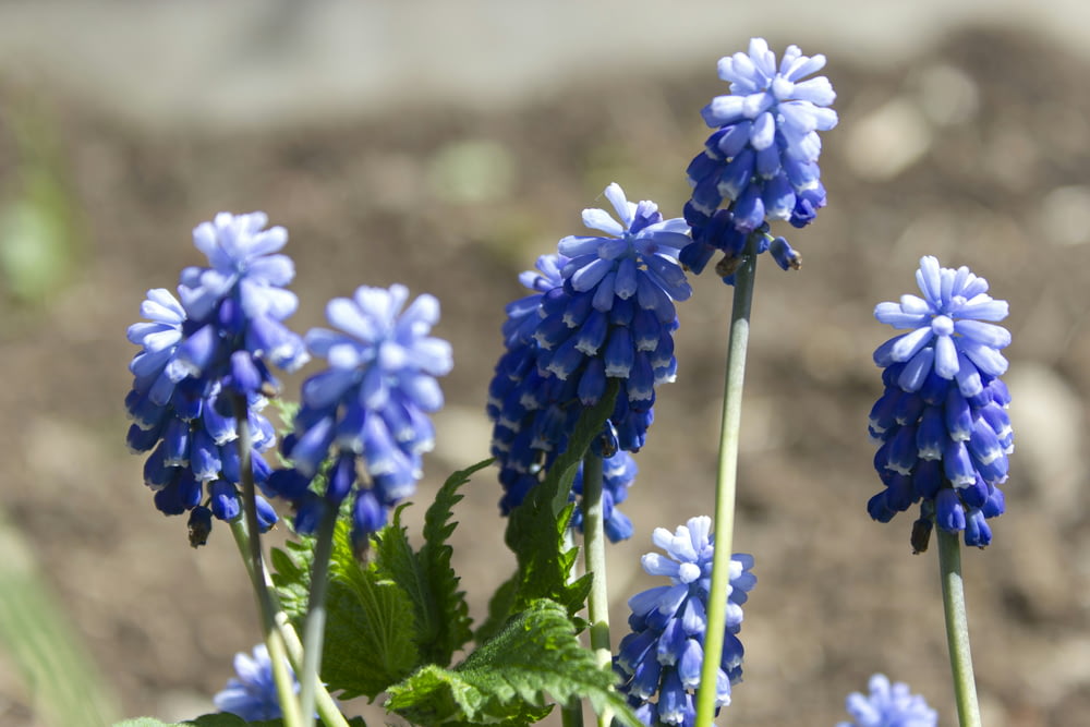 a group of blue flowers with green leaves