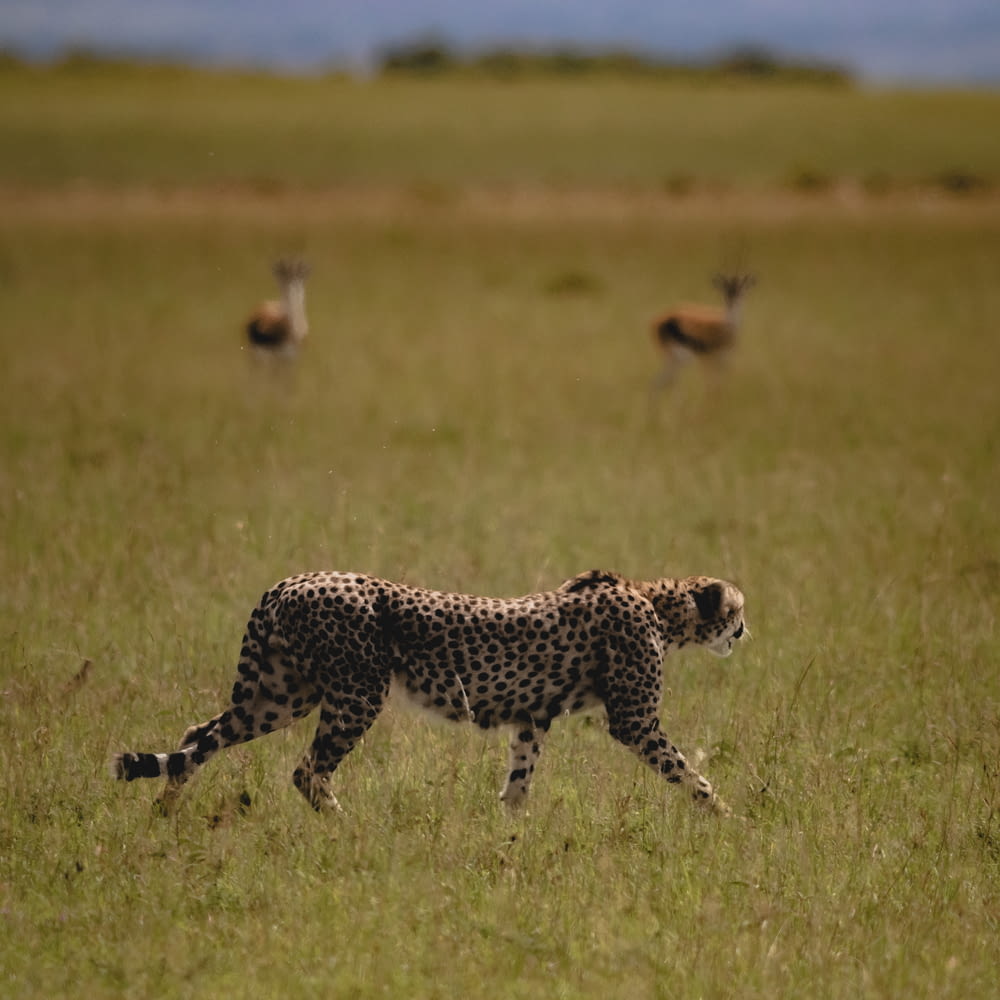 a cheetah running through a field with antelope in the background