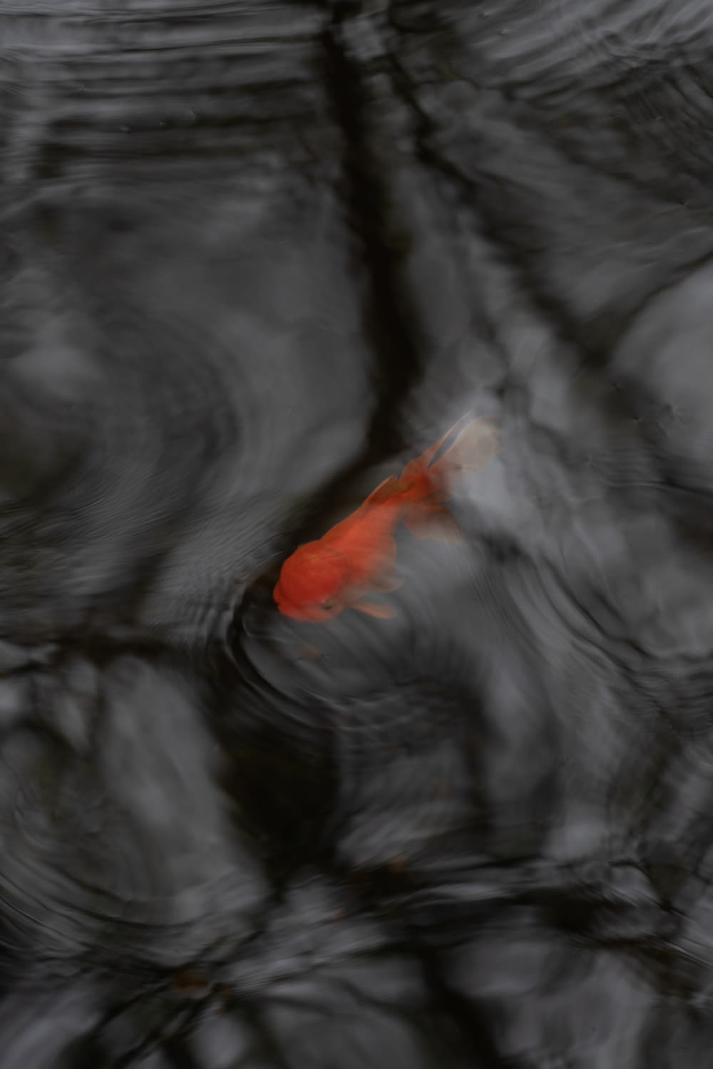 a red fish floating in a pond of water